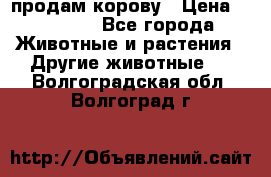 продам корову › Цена ­ 70 000 - Все города Животные и растения » Другие животные   . Волгоградская обл.,Волгоград г.